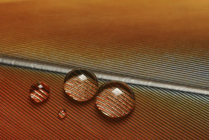 Framed Print : Water drops on bird feathers Framed Print : Water drops on bird feathers
