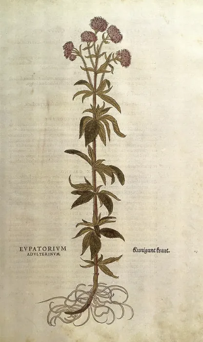 Framed Print : Water eupatorium, Eupatorium cannabinum