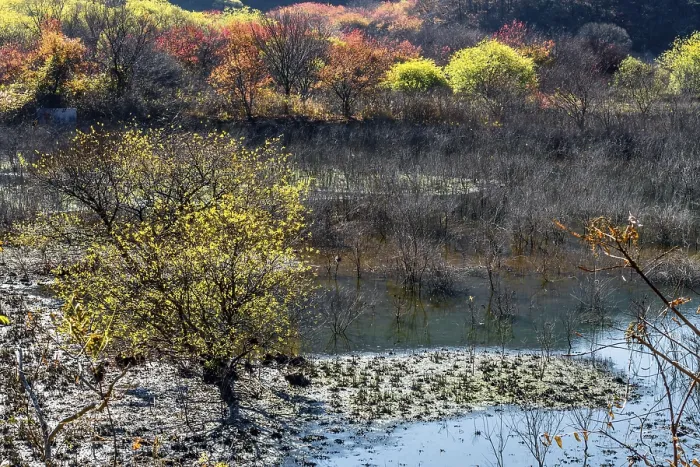 Framed Print : Water on floor of mountain valley with trees in autumn colors in background