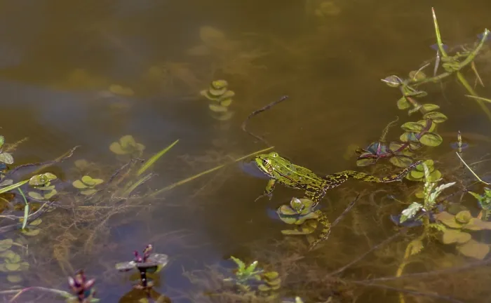 Framed Print : Water frog (Pelophylax), Rhineland-Palatinate