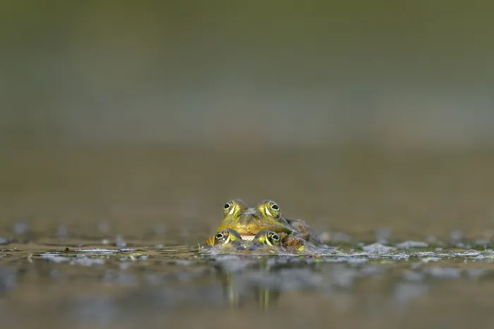 Framed Print : Water frogs (Pelophylax cl. esculentus) during mating