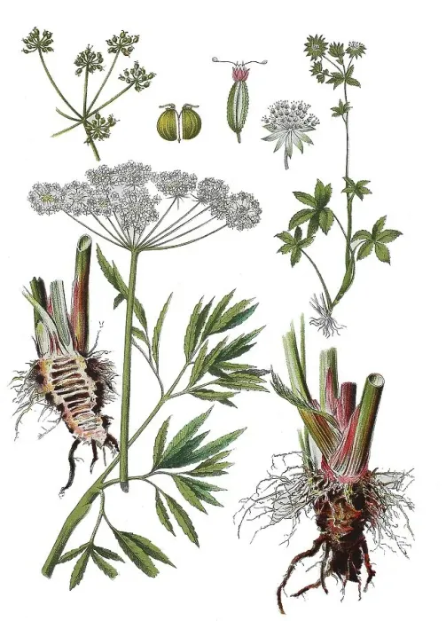 Framed Print : Water hemlock, Poison water hemlock or Rage