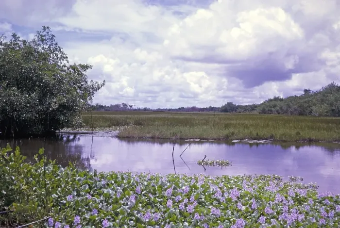 Framed Print : Water hyacinth plants, Eichhornia crassipes, flowering wetland ecosystem vegetation plants, Caroni swamp, Trinidad, Trinidad and Tobago, early 1960s, Central America