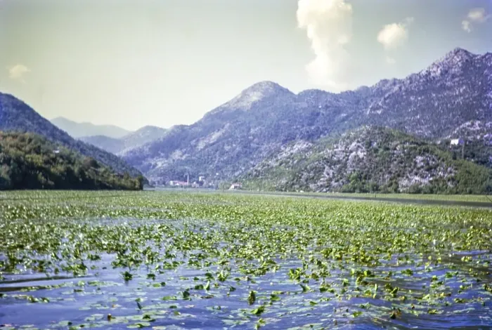 Framed Print : Water lilies, Lake Shkodra Lake Skadar Lake Scutari, between Albania and Montenegro, former Yugoslavia, Europe 1970 Framed Print : Water lilies, Lake Shkodra Lake Skadar Lake Scutari, between Albania and Montenegro, former Yugoslavia, Europe 1970