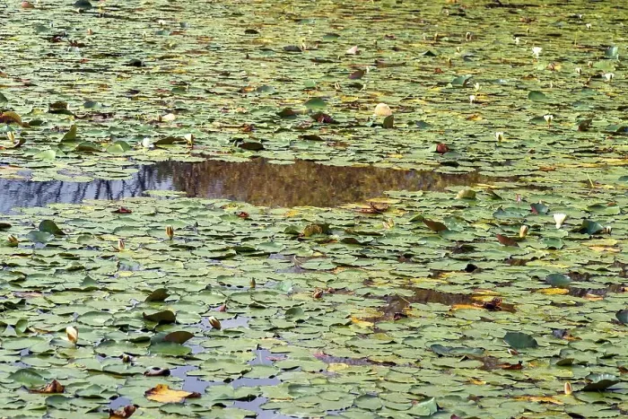 Framed Print : Water lilies in the monastery pond