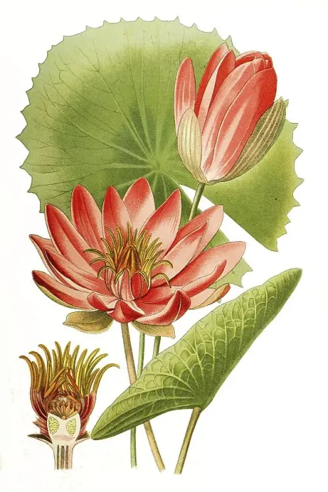 Framed Print : Water lily (Nymphaea) lotus var rubra Framed Print : Water lily (Nymphaea) lotus var rubra