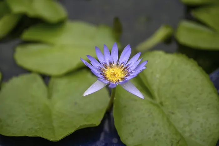 Framed Print : Water lily in a pond at Wat Pho