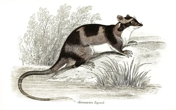 Framed Print : Water (marsupialia) opossum or yapok Framed Print : Water (marsupialia) opossum or yapok