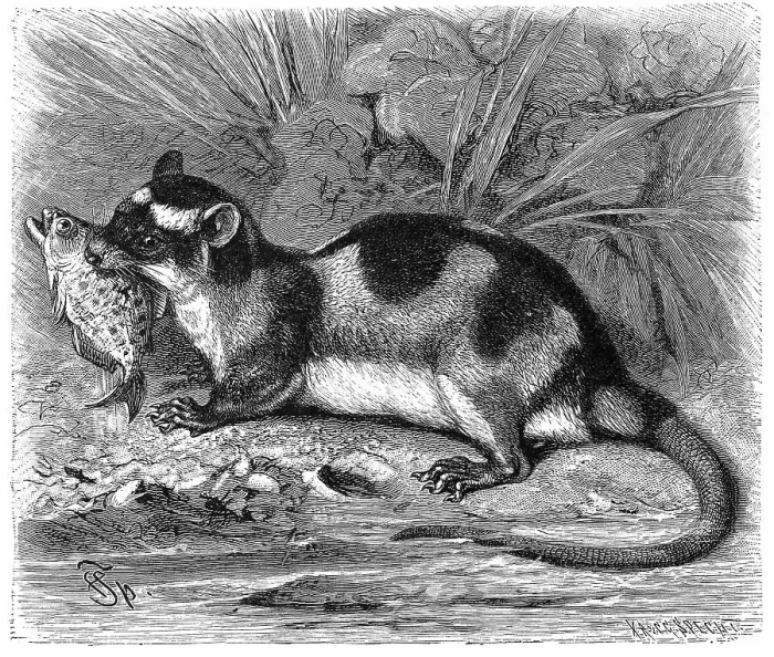 Framed Print : Water opossum (Chironectes minimus)