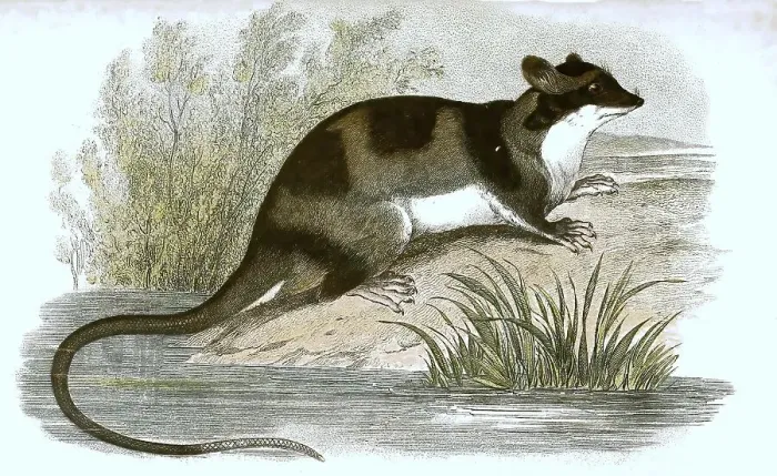Framed Print : Water opossum (Chironectes minimus) or yapok Framed Print : Water opossum (Chironectes minimus) or yapok