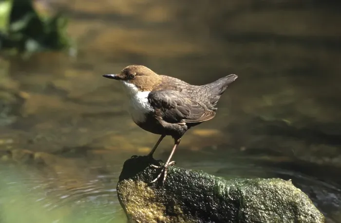 Framed Print : Water ouzel (Cinclus cinclus)