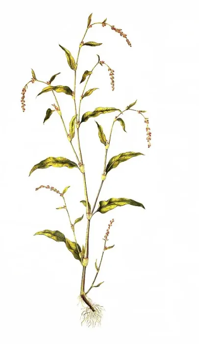 Framed Print : Water pepper hydropiper, also fleabane Framed Print : Water pepper hydropiper, also fleabane