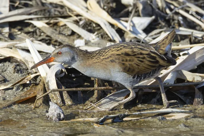 Framed Print : Water rail