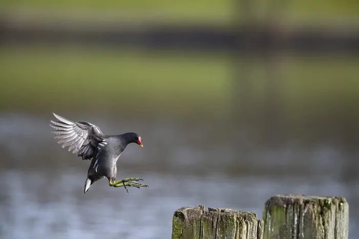 Framed Print : Water Rail (Gallinula chloropus) jumps from one jetty post to another