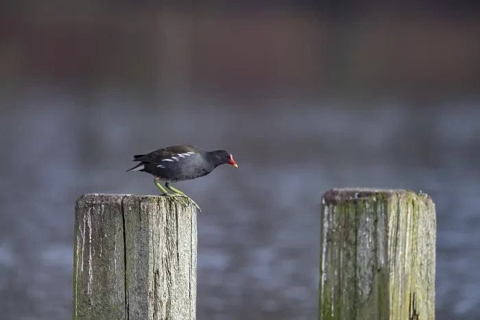 Framed Print : Water Rail (Gallinula chloropus) jumps from one jetty post to another Framed Print : Water Rail (Gallinula chloropus) jumps from one jetty post to another