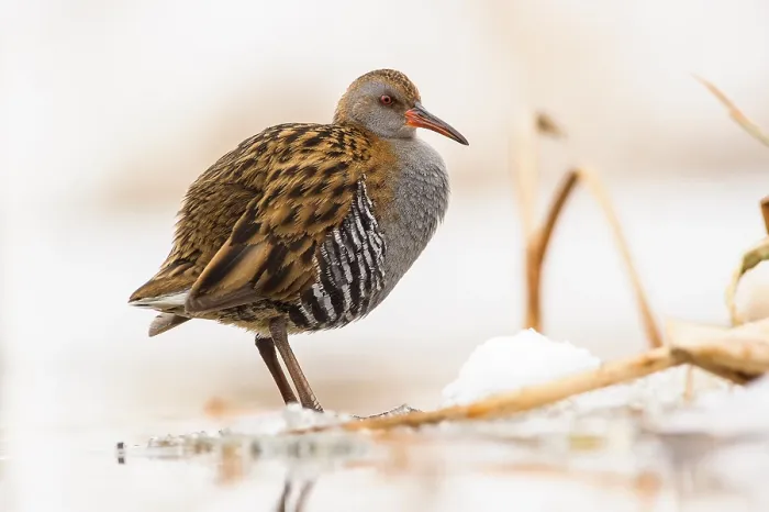 Framed Print : Water Rail (Rallus aquaticus) adult