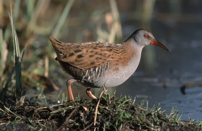 Framed Print : Water Rail (Rallus aquaticus), Belgium