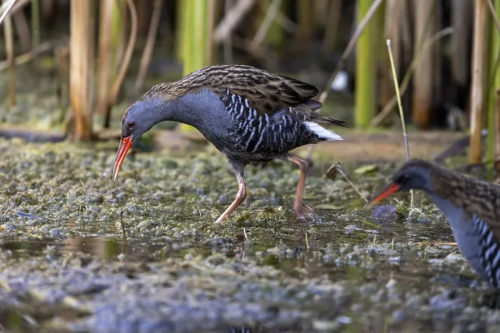 Framed Print : Water rail (Rallus aquaticus), courtship display Framed Print : Water rail (Rallus aquaticus), courtship display