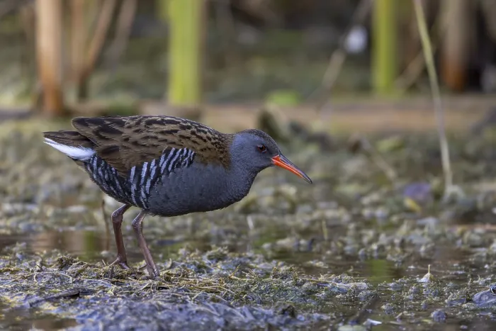 Framed Print : Water rail (Rallus aquaticus), Danube Delta