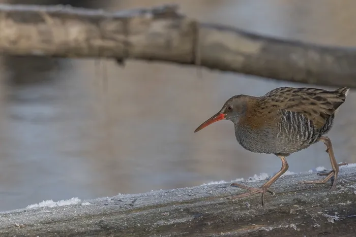 Framed Print : Water Rail (Rallus aquaticus) runs along a branch at the edge of the water in the moor