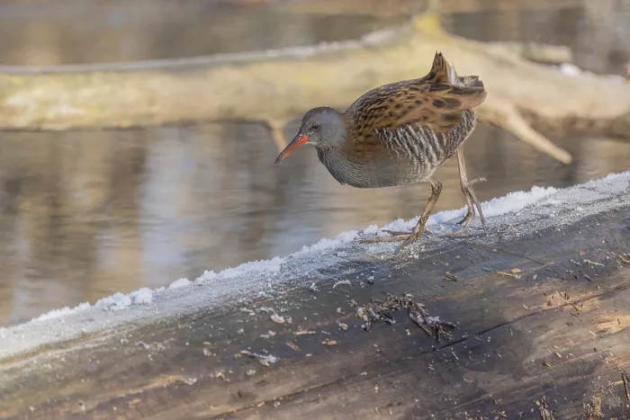Framed Print : Water Rail (Rallus aquaticus) runs along a branch at the edge of the water in the moor