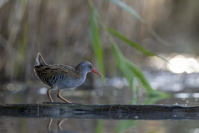Framed Print : Water rail (Rallus aquaticus), on tree trunk in water