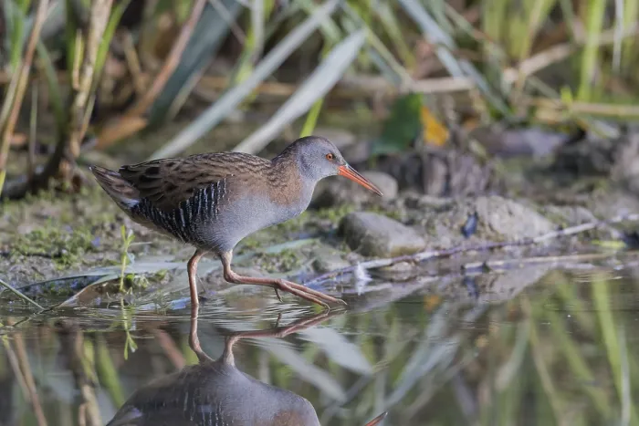 Framed Print : Water Rail (Rallus aquaticus) Water Rail Framed Print : Water Rail (Rallus aquaticus) Water Rail