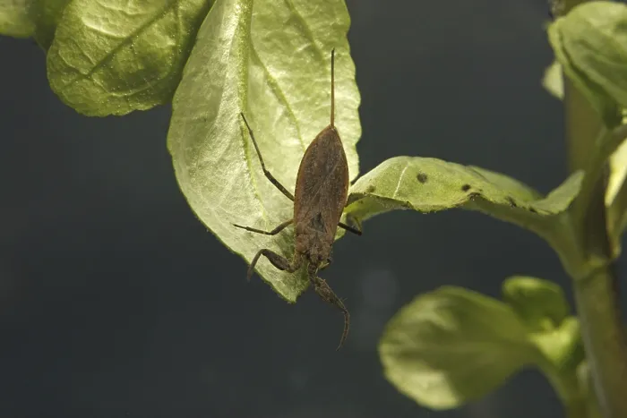 Framed Print : Water Scorpion (Nepa cinerea) adult Framed Print : Water Scorpion (Nepa cinerea) adult