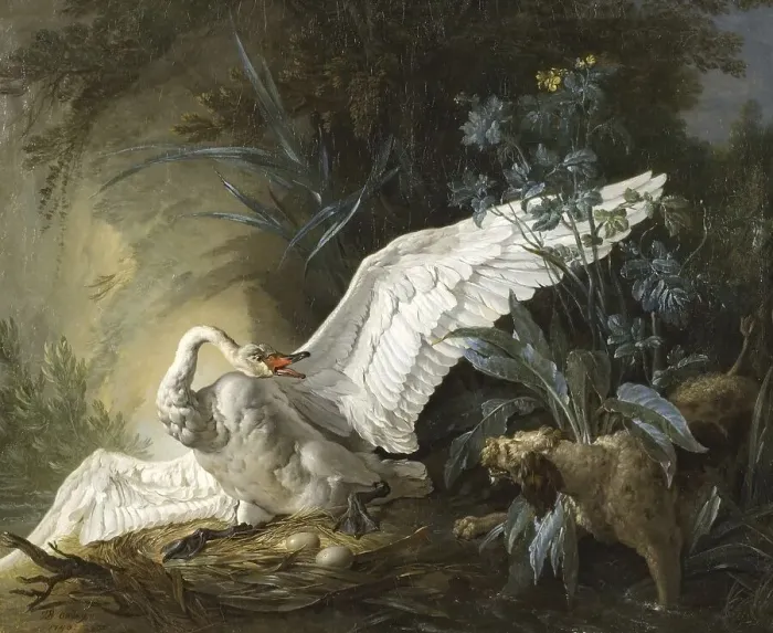 Framed Print : Water spaniel surprises a swan on its nest