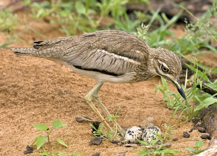 Framed Print : Water Thick-knee (Burhinus vermiculatus) at nest Framed Print : Water Thick-knee (Burhinus vermiculatus) at nest