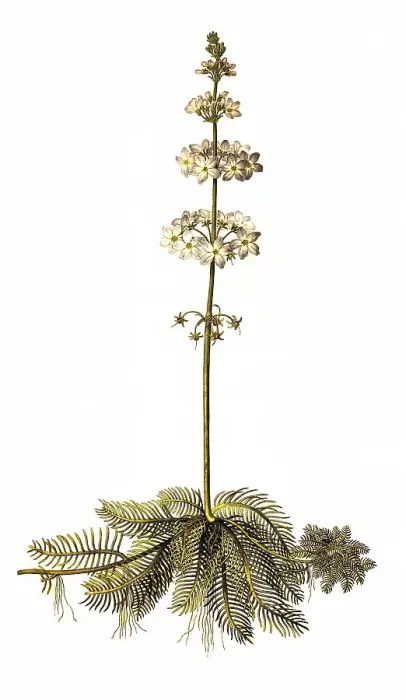 Framed Print : Water violet (Hottonia palustris) or water primrose