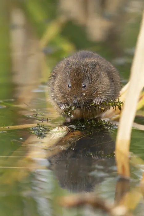 Framed Print : Water vole (Arvicola amphibius) adult animal eating pond weed on a lake in the summer Framed Print : Water vole (Arvicola amphibius) adult animal eating pond weed on a lake in the summer