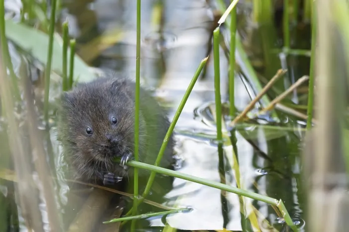 Framed Print : Water vole (Arvicola amphibius) adult rodent animal eating a reed stem in a pond in summer