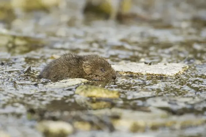 Framed Print : Water Vole (Arvicola terrestris) Framed Print : Water Vole (Arvicola terrestris)