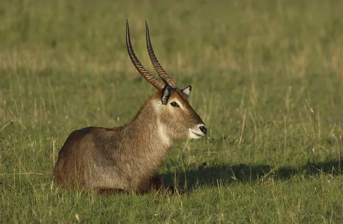 Framed Print : Waterbuck (Kobus ellipsiprymnus)