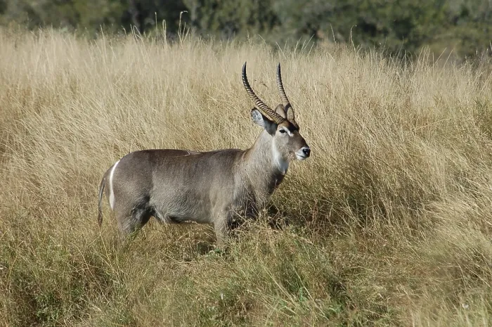 Framed Print : Waterbuck (Kobus ellipsiprymnus) in the Kruger Park Framed Print : Waterbuck (Kobus ellipsiprymnus) in the Kruger Park