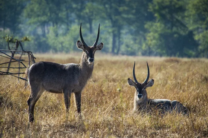 Framed Print : Waterbucks (Kobus ellipsiprymnus) Framed Print : Waterbucks (Kobus ellipsiprymnus)