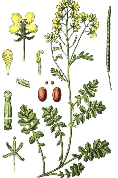 Framed Print : Watercress dogmustard (Erucastrum nasturtiifolium) Framed Print : Watercress dogmustard (Erucastrum nasturtiifolium)