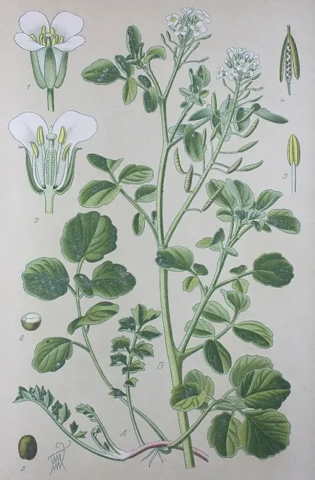 Framed Print : Watercress (Nasturtium), historical illustration from 1885