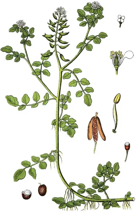 Framed Print : Watercress (Nasturtium officinale)