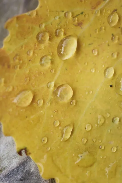 Framed Print : Waterdrops on a common aspen (Populus tremula) leaf in late summer