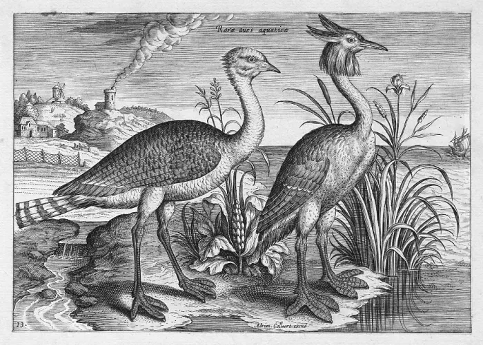 Framed Print : Waterfowl, copperplate engraving by Adriaen Collaert, from Avium Vivae Icones, the series of birds, around 1600, Antwerp