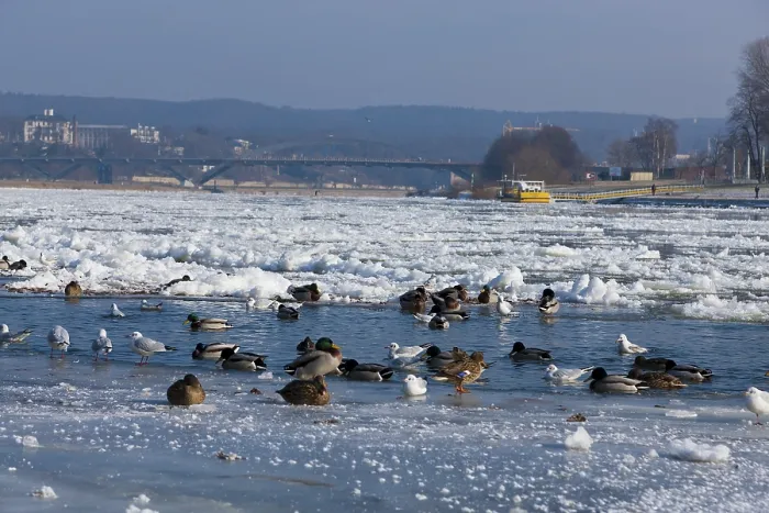 Framed Print : Waterfowl at the mouth of the Priessnitz in Dresden