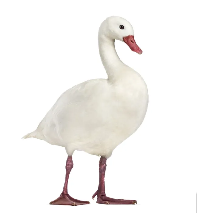 Framed Print : Waterfowl syanding, isolated on white Framed Print : Waterfowl syanding, isolated on white