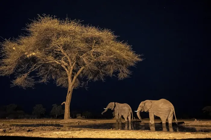 Framed Print : Waterhole at night, African elephants drinking Framed Print : Waterhole at night, African elephants drinking