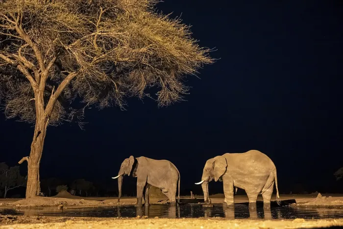 Framed Print : Waterhole at night, African elephants drinking