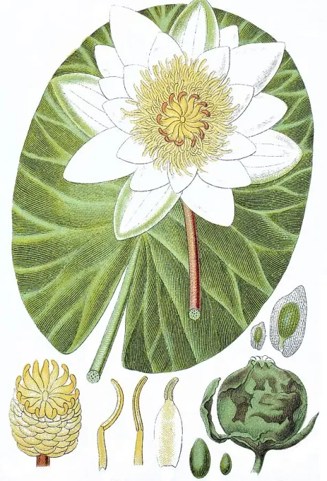Framed Print : Waterlily (Nymphaea polystigma)