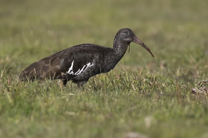 Framed Print : Wattled Ibis (Bostrychia carunculata) foraging Framed Print : Wattled Ibis (Bostrychia carunculata) foraging