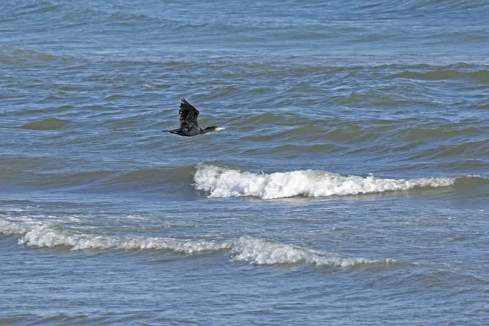 Framed Print : Waves, swell, cormorant in flight
