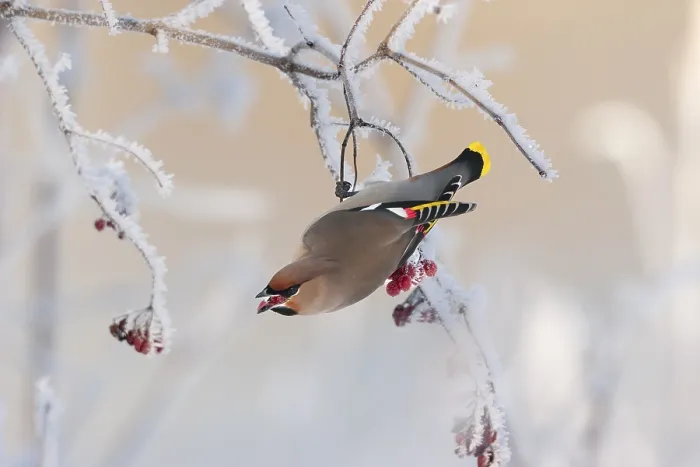 Framed Print : Waxwing (Bobycilla garrulus) eating berries of snowball (Viburnum opulus)